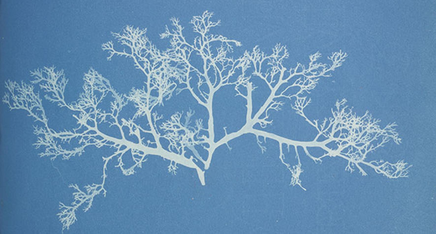 Anna Atkins: the art of cyanotype – #100GameChangers
